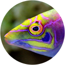 Daniel Malewitz profile picture